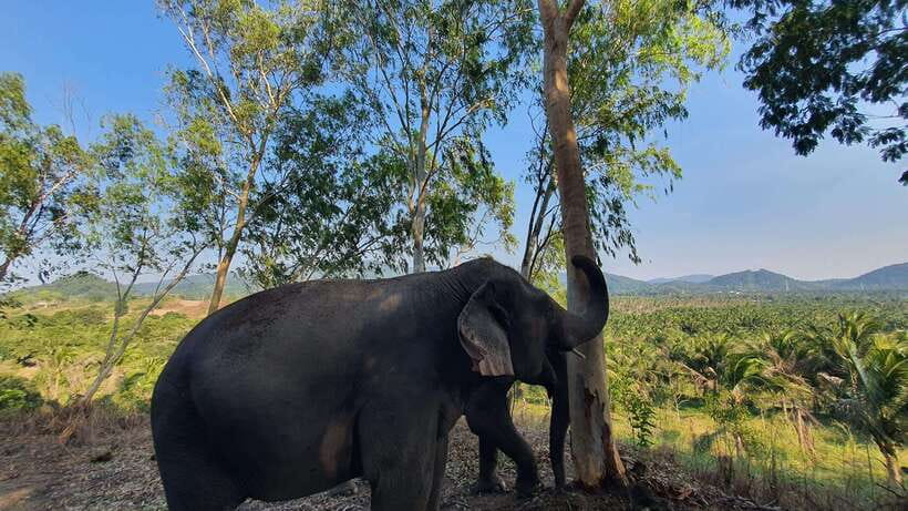 From Bangkok: Living Green Elephant Sanctuary Day Trip - Key points at a glance