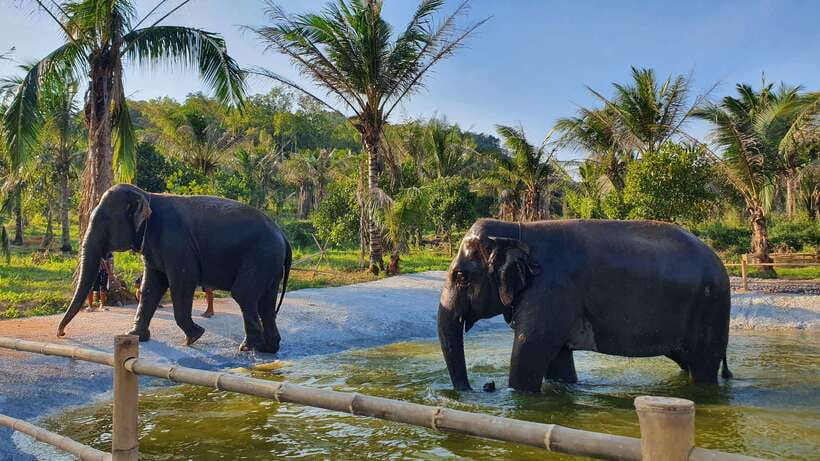 From Bangkok: Living Green Elephant Sanctuary Day Trip - Meeting rescued elephants in Chonburi