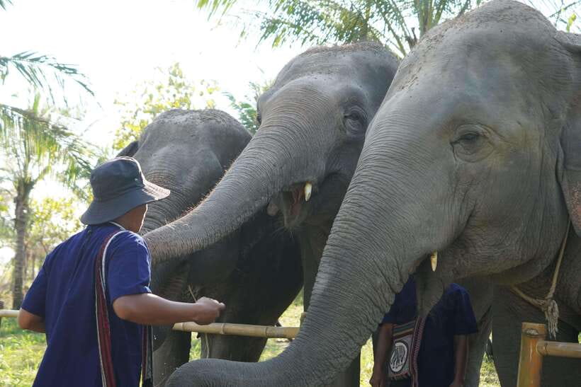 From Bangkok: Living Green Elephant Sanctuary Day Trip - Lunch first, then an introduction to elephant care