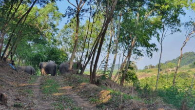 From Bangkok: Living Green Elephant Sanctuary Day Trip