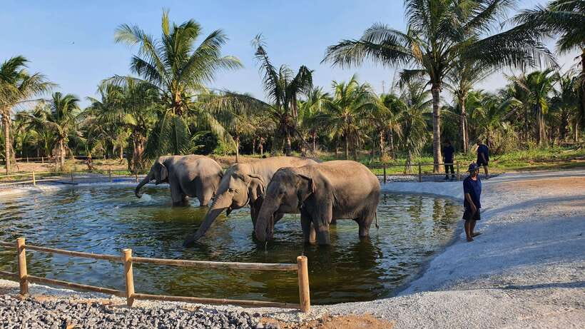 From Bangkok: Living Green Elephant Sanctuary Day Trip - Feeding the elephants and learning their personalities