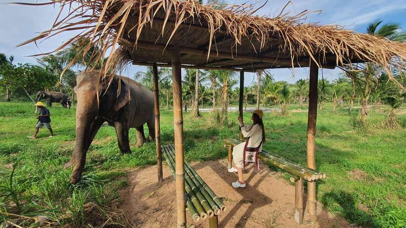 From Bangkok: Living Green Elephant Sanctuary Day Trip - Walking through the forest with the elephants