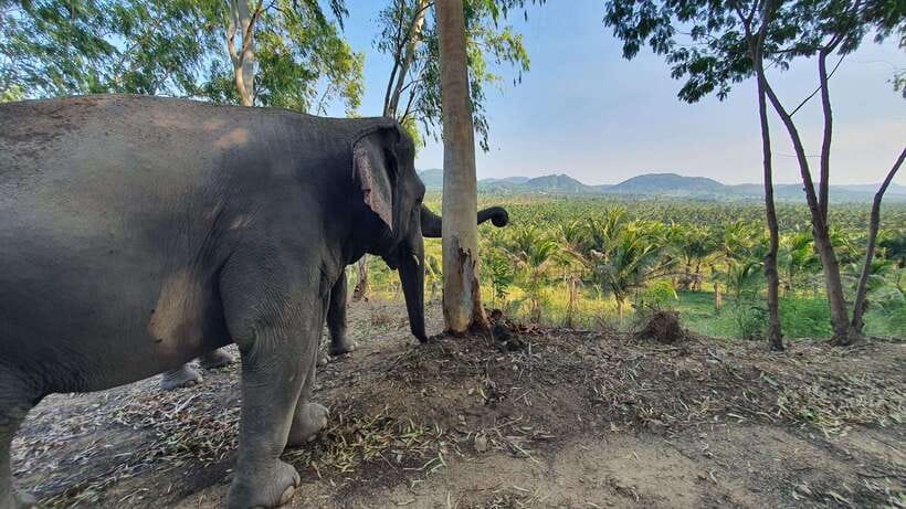 From Bangkok: Living Green Elephant Sanctuary Day Trip - What makes the welfare approach important