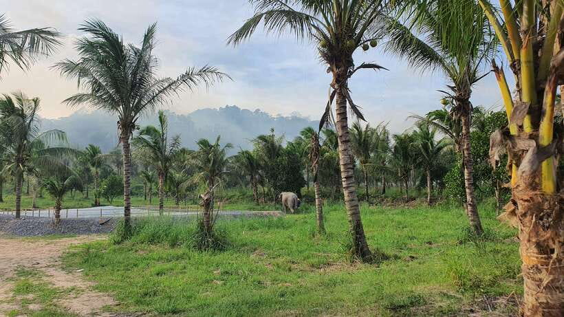 From Bangkok: Living Green Elephant Sanctuary Day Trip - Who will enjoy this day trip most