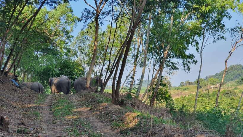 From Bangkok: Living Green Elephant Sanctuary Day Trip - The drive from Bangkok: useful, but not always easy