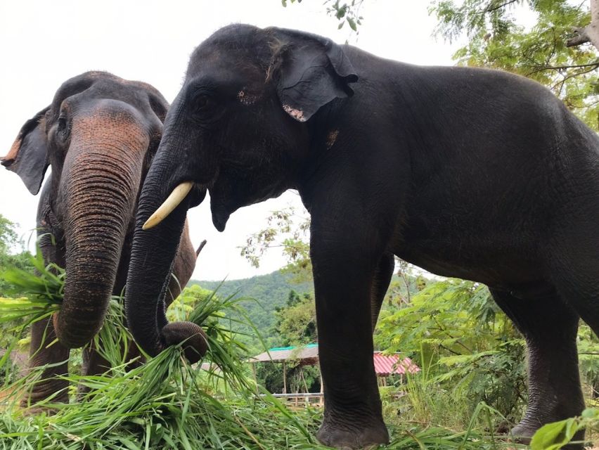 From Bangkok: Pattaya Ethical Elephant Sanctuary Day Trip - The final call