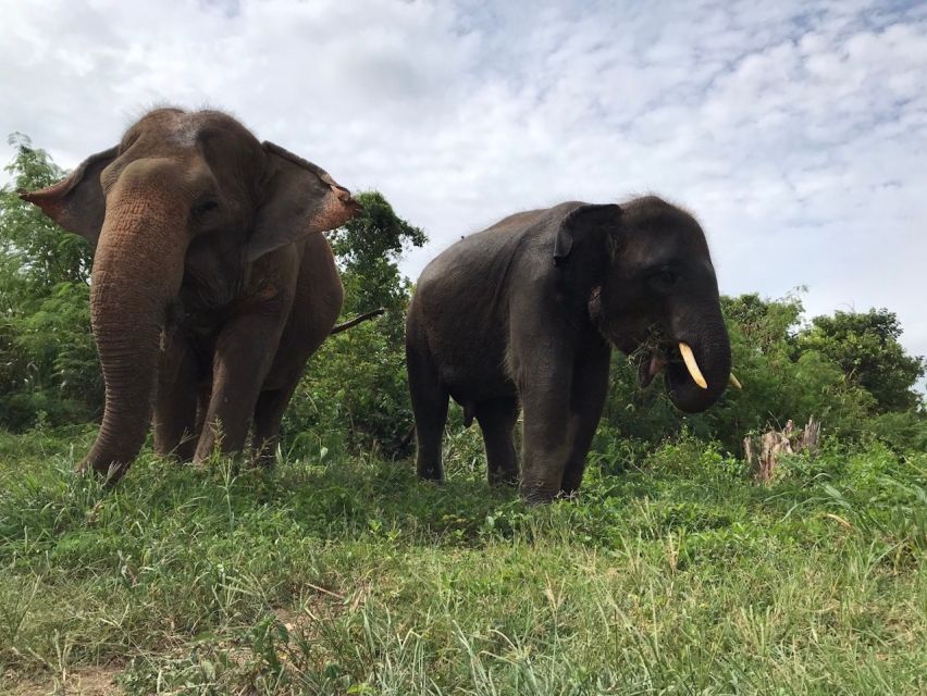 From Bangkok: Pattaya Ethical Elephant Sanctuary Day Trip - The long road from Bangkok to Pattaya