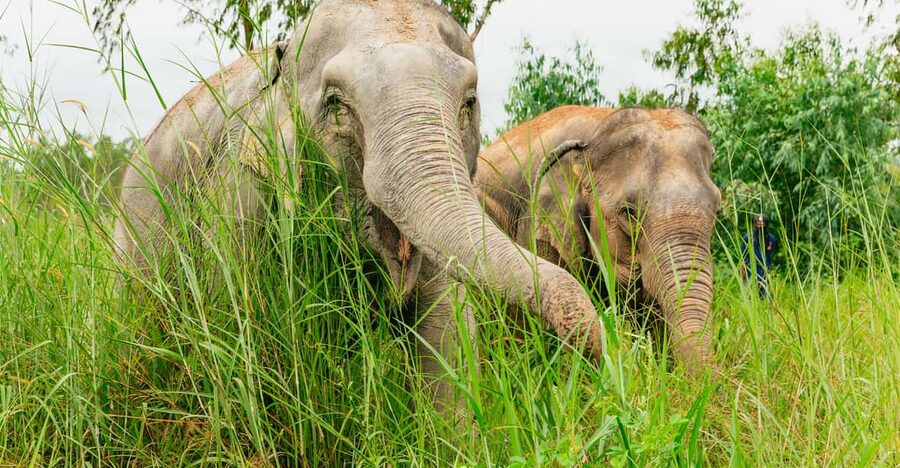 From Bangkok: Pattaya Ethical Elephant Sanctuary Day Trip - Walking among free-roaming elephants