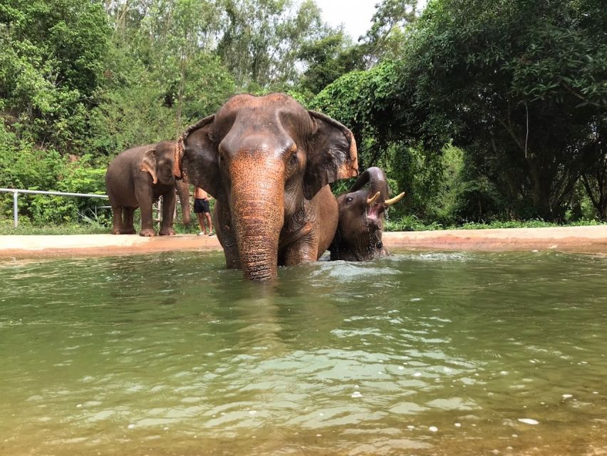 From Bangkok: Pattaya Ethical Elephant Sanctuary Day Trip - The mud spa and bathing session