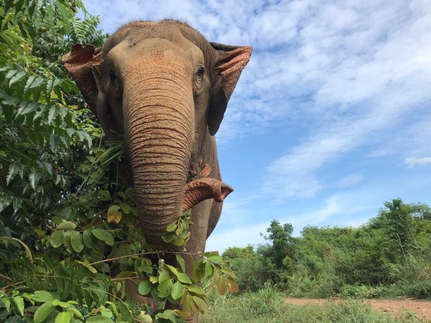 From Bangkok: Pattaya Ethical Elephant Sanctuary Day Trip - Thai lunch, fruit, and the practical extras
