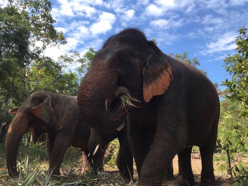From Bangkok: Pattaya Ethical Elephant Sanctuary Day Trip - Is $142 a fair price?