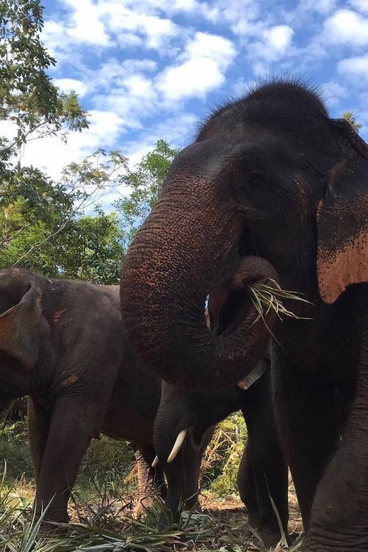 From Bangkok: Pattaya Ethical Elephant Sanctuary Day Trip - Meeting the elephants and their keepers