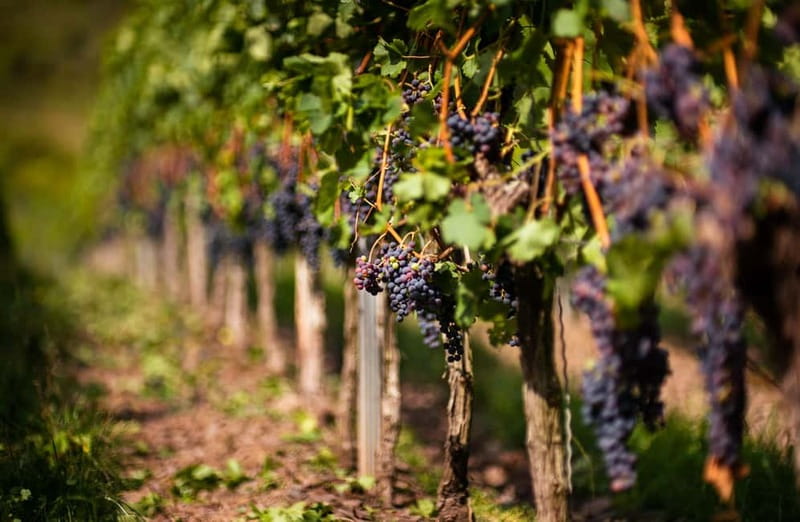 From Bilbao: La Rioja Wineries Day Trip with Wine Tastings - Why this Rioja day trip works from Bilbao