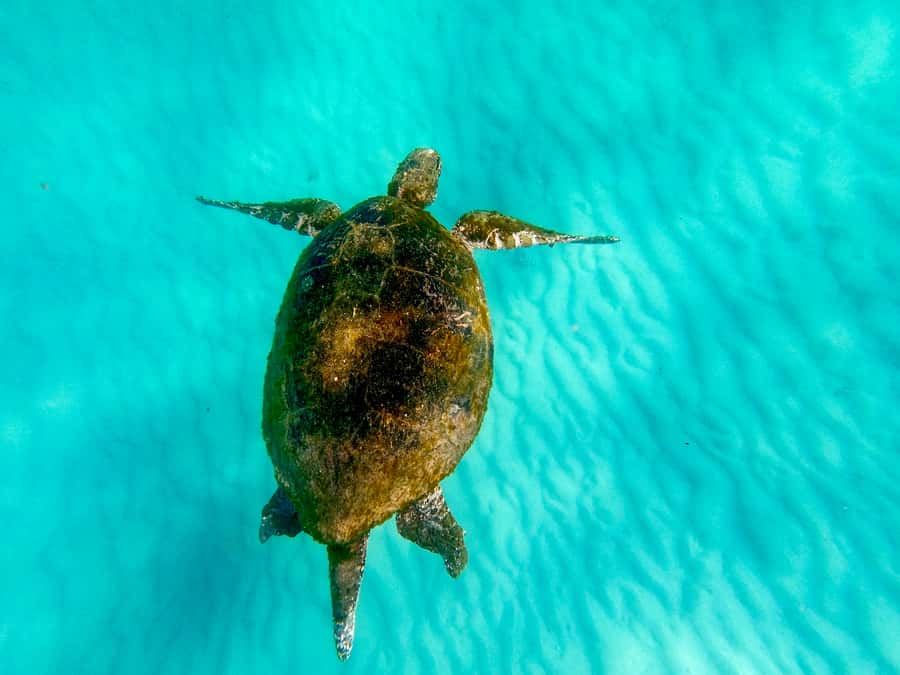 From Brisbane: Moreton Island Full-Day Trip - Price, fees, and real value