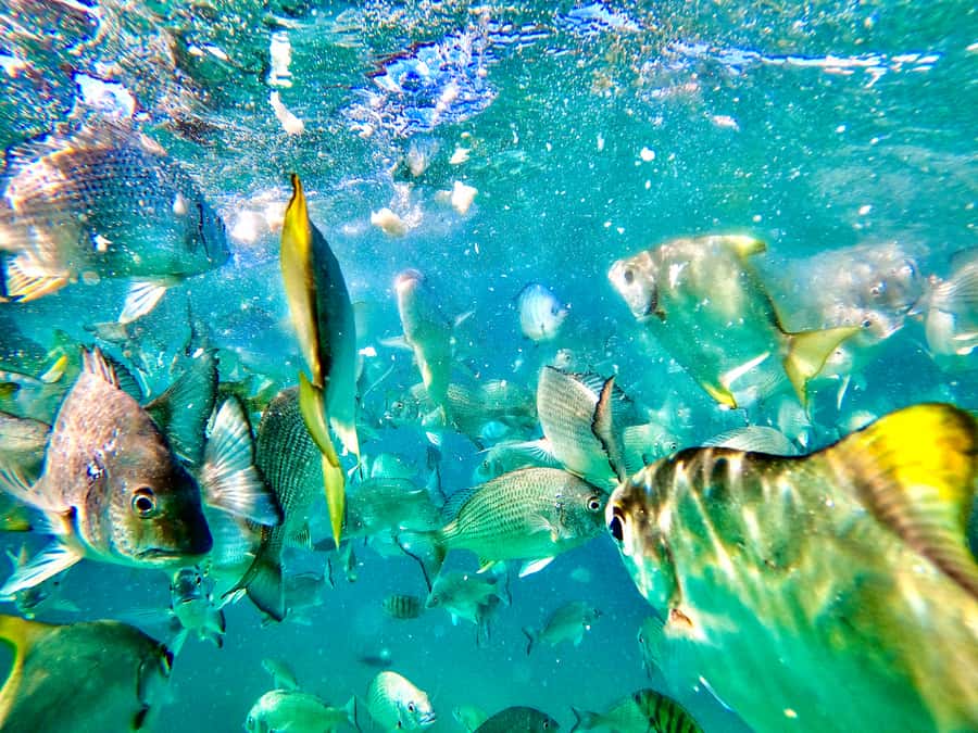 From Brisbane: Moreton Island Full-Day Trip - The 75-minute cruise across Moreton Bay