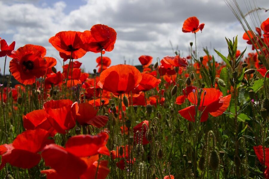 From Bruges: Flanders Fields Remembrance Full-Day Trip - Menin Gate and the 8 pm Last Post
