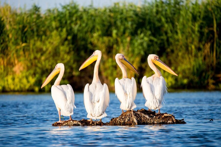 From Bucharest: Day Trip to Danube Delta - Birdwatching Without Rushing the Waterways