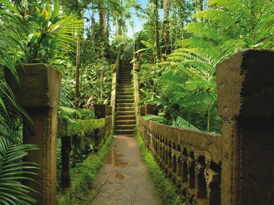 From Cairns: Atherton Tablelands and Paronella Park Day Trip - How the guides shape the experience