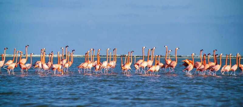 From Cancún: Rio Lagartos & Las Coloradas Day Trip & Lunch - The Mayan clay bath and beach stop
