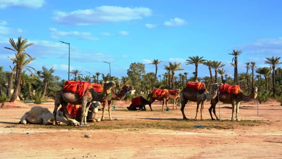 From Casablanca: Day Trip to Marrakech with Camel Ride - Koutoubia Mosque and the city’s landmark minaret