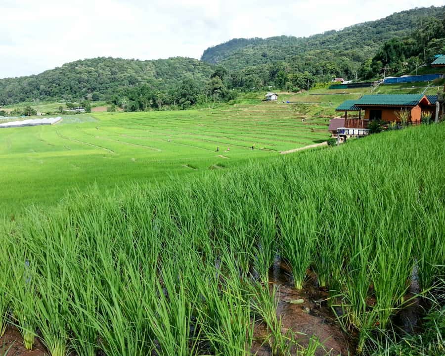From Chiang Mai: Doi Inthanon National Park Day Trip & Hike - Key points to know before booking