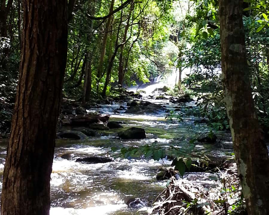 From Chiang Mai: Doi Inthanon National Park Day Trip & Hike - Why Doi Inthanon works as a full-day trip