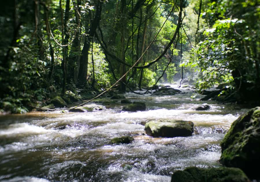 From Chiang Mai: Doi Inthanon National Park Day Trip & Hike - Who should book this Doi Inthanon trip?