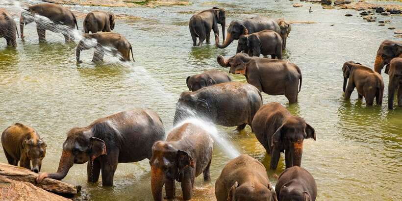 From Colombo: Kandy Full-Day Trip - Peradeniya gardens: allow more than 45 minutes if you can
