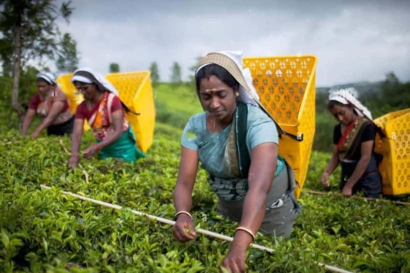 From Colombo: Kandy, Pinnawala and Tea Factory Full-Day Trip - Key points at a glance