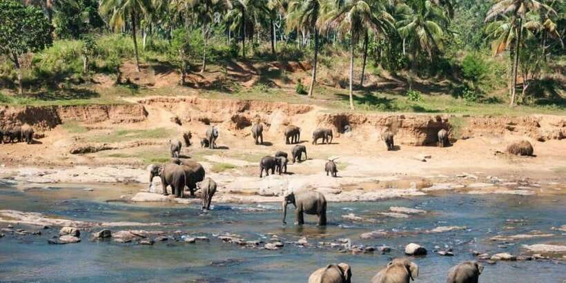 From Colombo: Kandy, Pinnawala and Tea Factory Full-Day Trip - Why this Colombo to Kandy day trip works