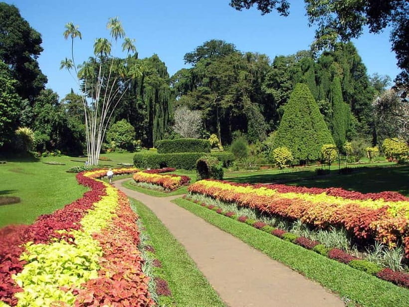 From Colombo: Kandy, Pinnawala and Tea Factory Full-Day Trip - Tea factory tasting on the return journey