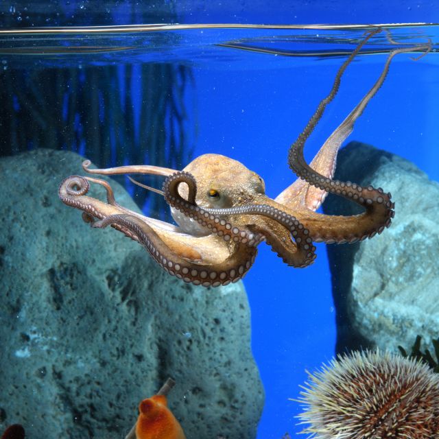 From Costa Brava: Barcelona Day Trip with Aquarium Visit - Inside the Barcelona Aquarium