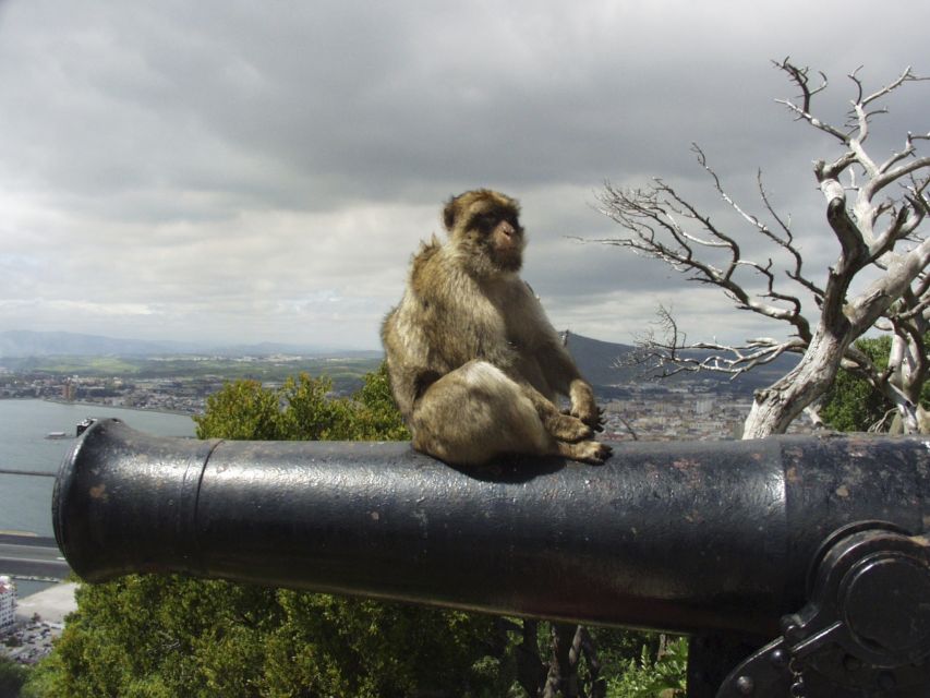 From Costa del Sol: Day Trip to Gibraltar with Guided Tour - Key points before you book