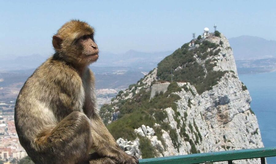 From Costa del Sol: Day Trip to Gibraltar with Guided Tour - Is the Rock visit a full mountain experience?