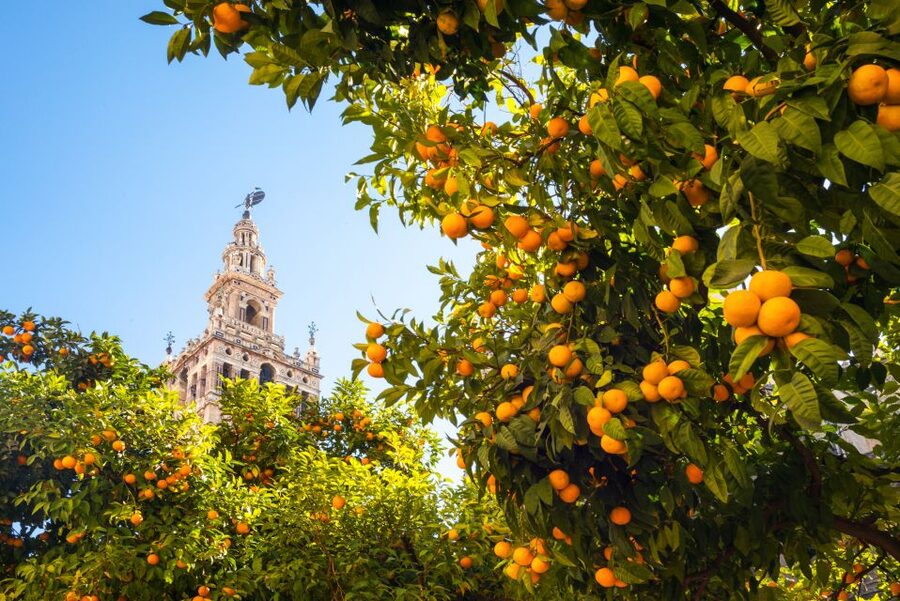 From Costa del Sol: Seville Day Trip - Why this Seville day trip works