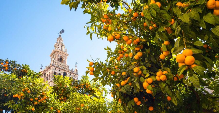 From Costa del Sol: Seville Day Trip - Guadalquivir River, Triana Bridge, and Torre del Oro