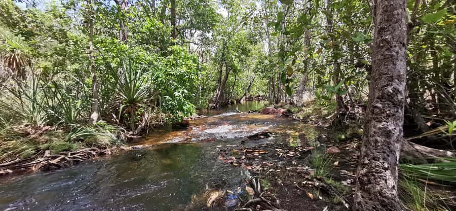From Darwin: Litchfield National Park Small-Group Day Trip - Buley Rockholes bring the first swim