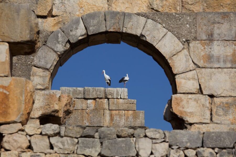 From Fes: Volubilis, Moulay Idriss and Meknes Full-Day Trip - The driver matters more than the brochure