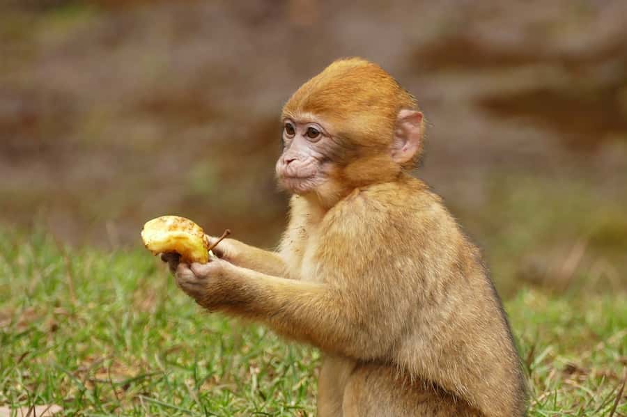 From Fez: Middle Atlas and Monkey Forest Day Trip - Guides make a large difference