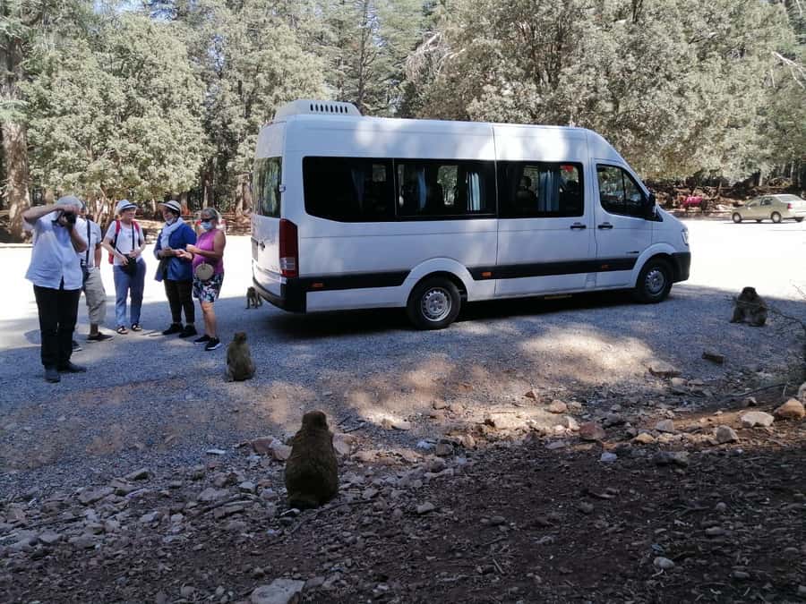 From Fez: Middle Atlas Day Trip with Ifrane National Park - The morning drive from Fez to Immouzar