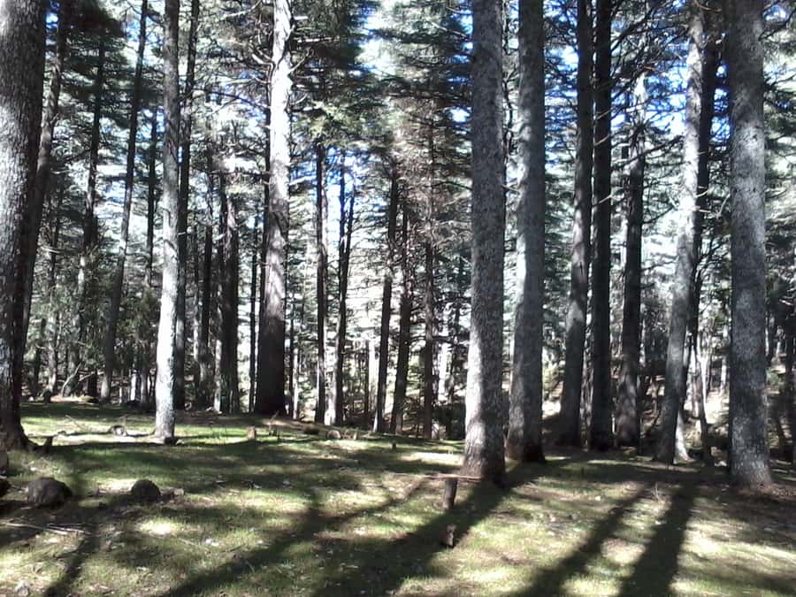 From Fez: Middle Atlas Day Trip with Ifrane National Park - Is $17 good value?
