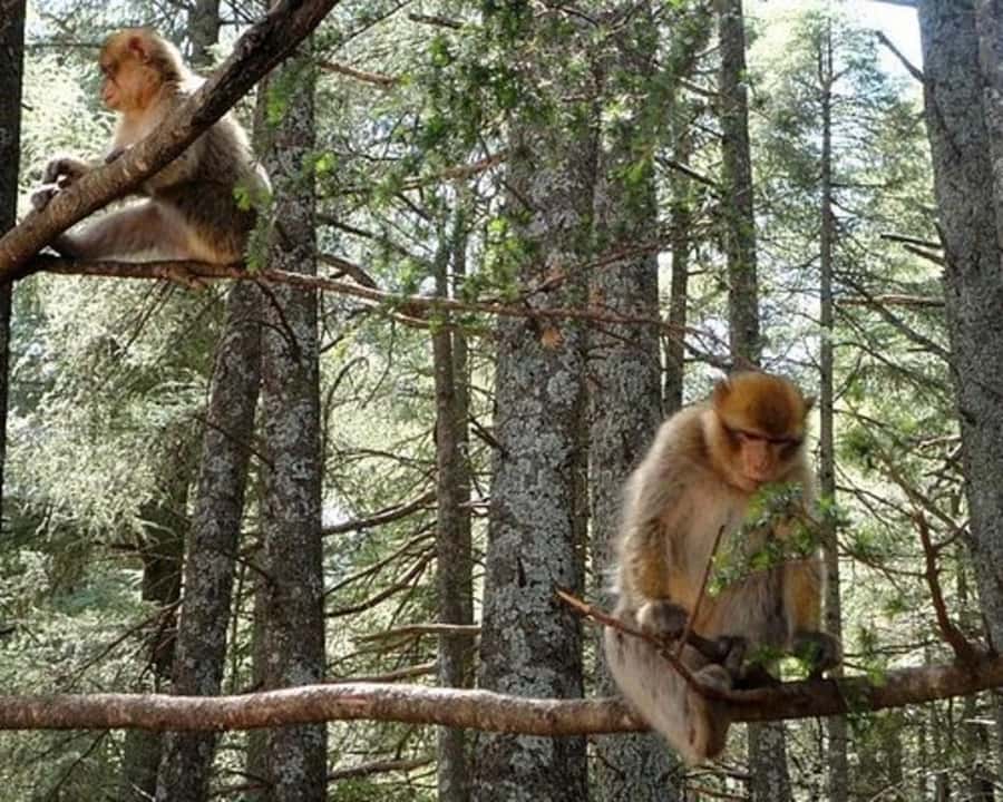 From Fez: Middle Atlas Ifran and Forest of Monkeys Day Trip - From Fez to the Middle Atlas