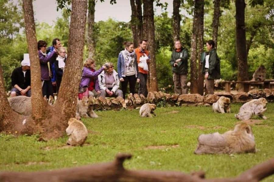 From Fez: Middle Atlas Ifran and Forest of Monkeys Day Trip - Imouzzer Kandar and the cave-home visit