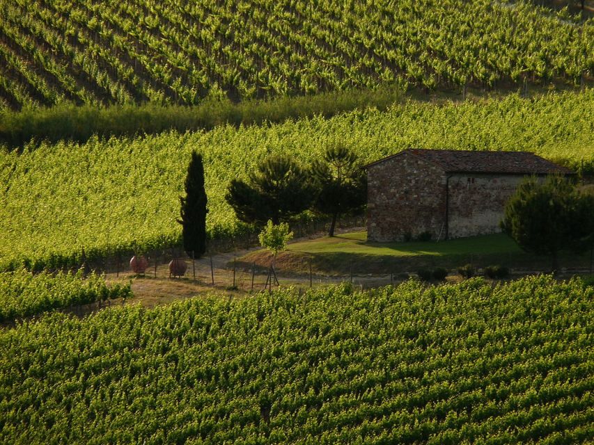 From Florence: Chianti Wine Tastings at Sunset Day Trip - Two family wineries with different personalities