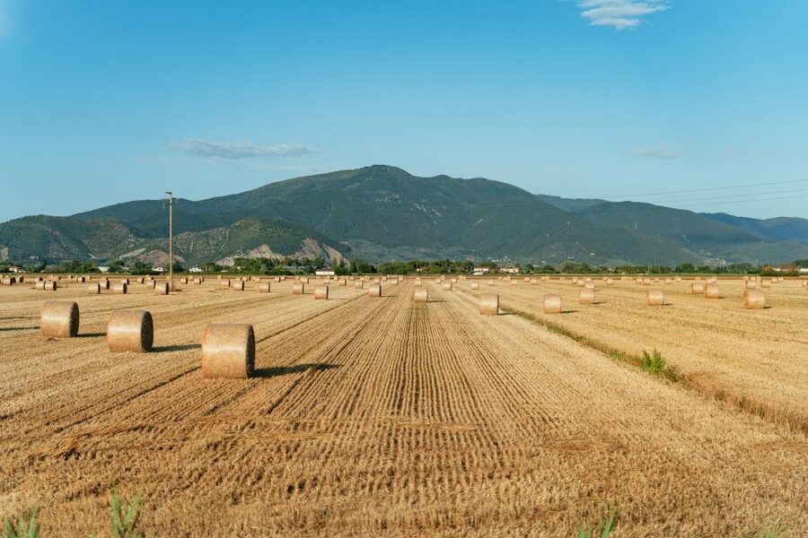 From Florence: Siena, San Gimignano, Pisa & Lunch at Winery - How the timing affects your day