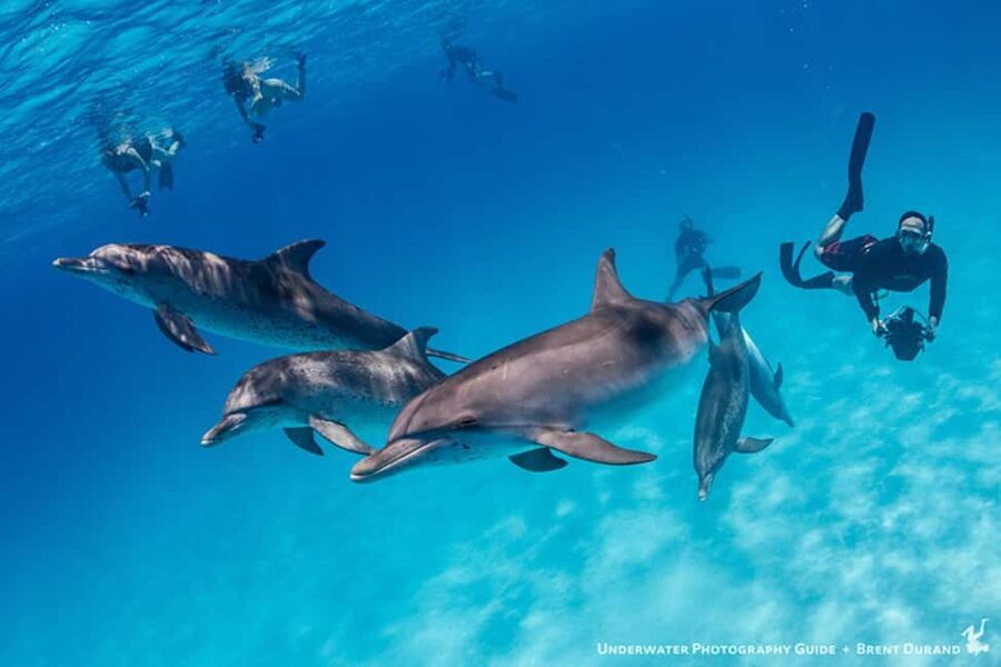 From Fort Lauderdale: Bimini Island Day Trip by Ferry - Why the free-time format works