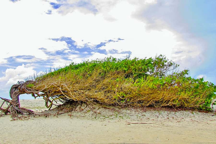 From Fortaleza: Day Trip to Jericoacoara - Key points to know before booking