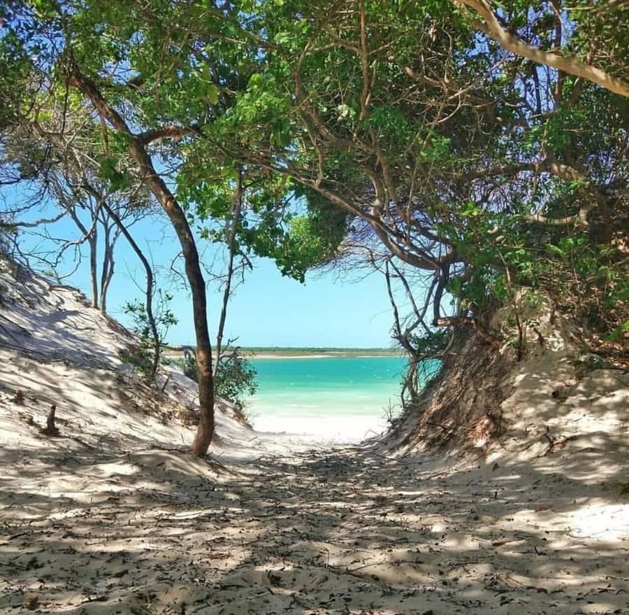 From Fortaleza: Day Trip to Jericoacoara - Guide communication and transport comfort
