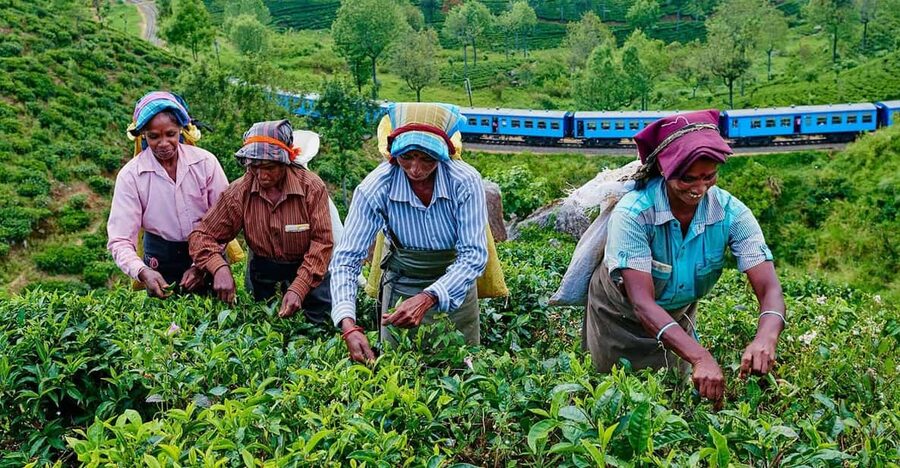 From Galle/Hikkaduwa/Mirissa: Day Trip to Experience Ella - Tea making at Uva Halpewatte Tea Factory