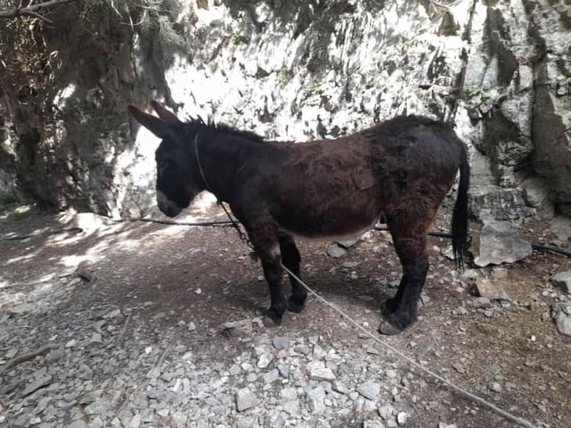From Georgioupoli: Easy Hiking Day-Trip to Imbros Gorge - Who should book this Crete day trip